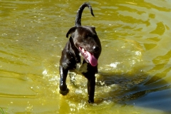 The yard dog "Tasso" swimming