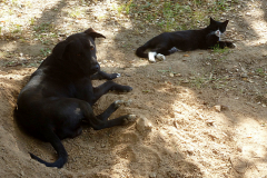 Dog Tasso and cat Evo enjoy the day