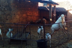 Goats on the neighboring farm, which we partly co-supply